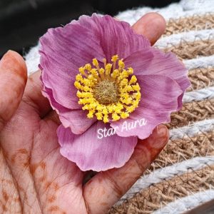 Popy hair clip - Image 3