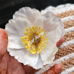 Alternative view of Popy hair clip