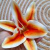 Sakura hair clip